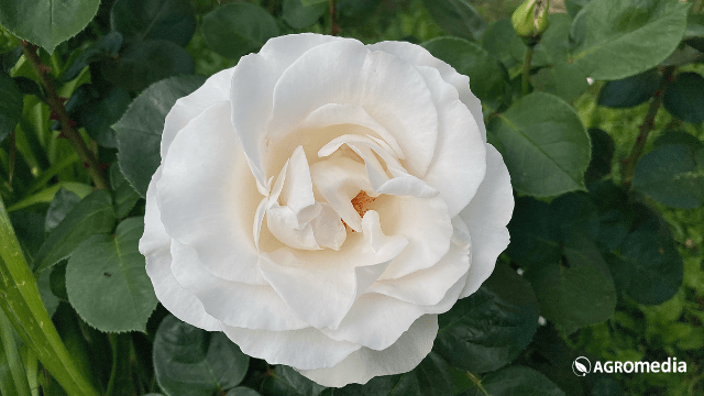 Ruža © AGROmedia