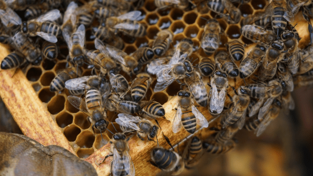 Košnica sa pčelama
