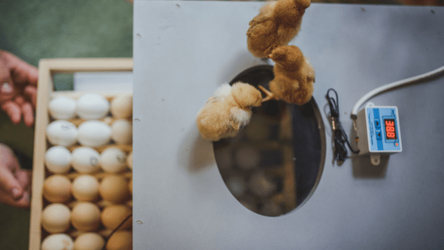 Jaja i pilići somborske kaporke © Nikola Draganić