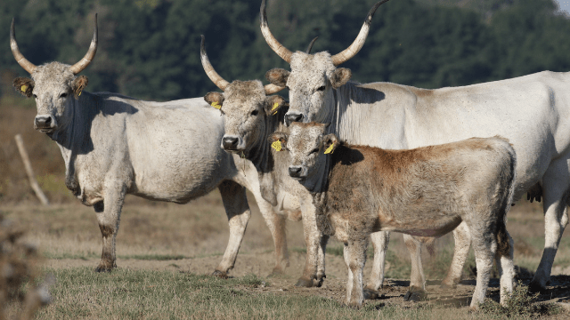 Podolsko goveče © Specijalni rezervat prirode Zasavica