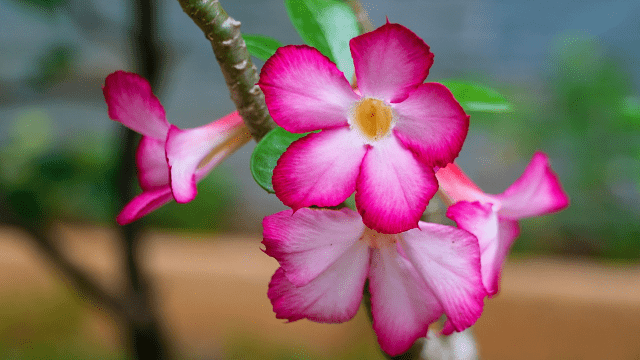 Pustinjska ruža © Pixabay