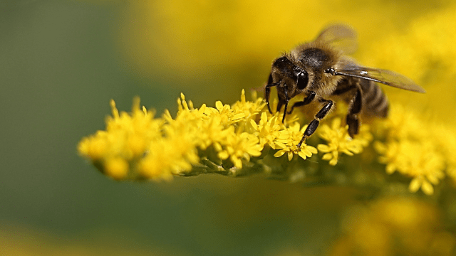 Pčela © Pixabay