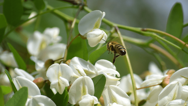 Pčela na bagremovoj paši © Pixabay