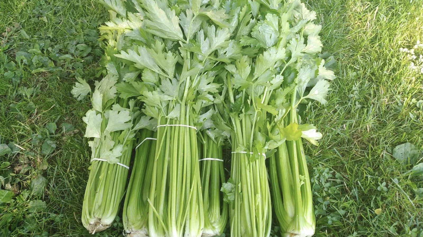 Celer rebraš © Sanja Kuzmanović