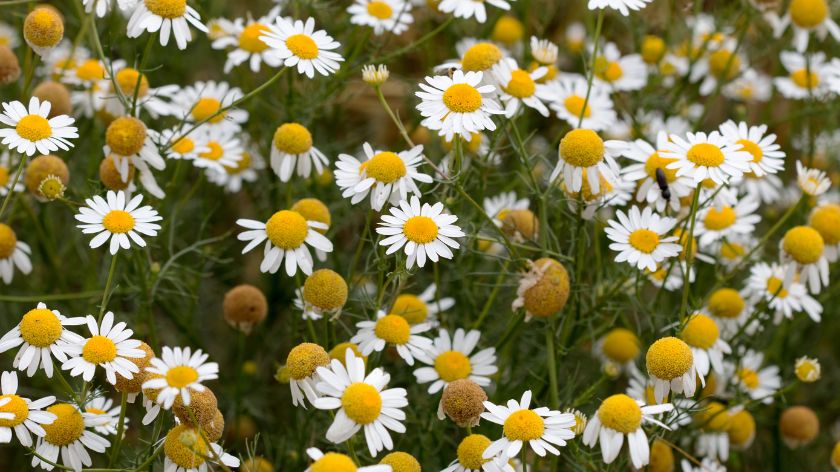 Kamilica © Canva Kamilica