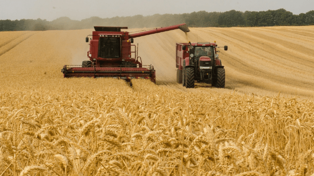 Žetva pšenice