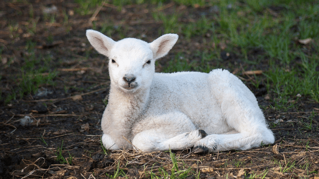 Jagnje © Pixabay