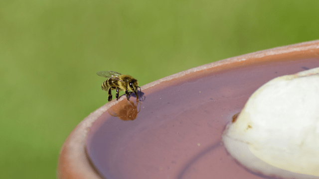 Pčela na pojilu