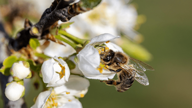 Pčela na cvetu
