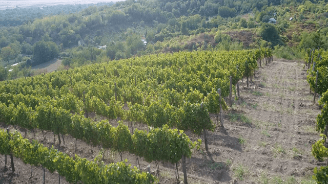 Vinograd