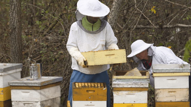 Pčelarstvo © Dejan Batinić