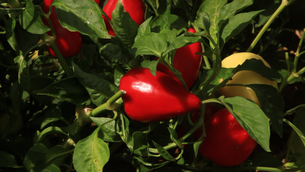 Paprika se bere od kraja avgusta do prvih mrazeva - © Agromedia Paprika