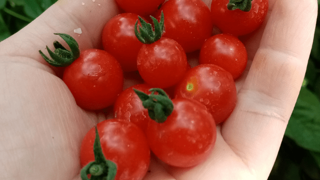 Čeri paradajz © Vladimir Krstonošić