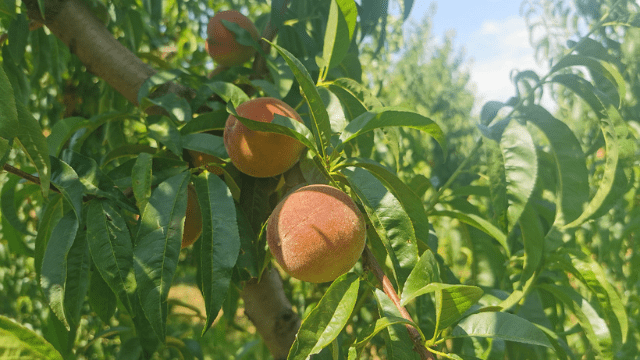 Aktuelna primena breskva i nektarina Aktuelna primena breskva i nektarina