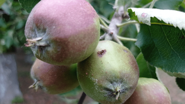 Aktuelna primena jabuka Aktuelna primena jabuka