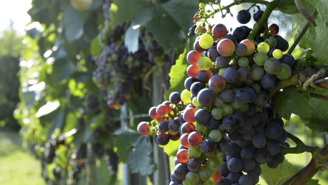 Vinograd © Pixabay