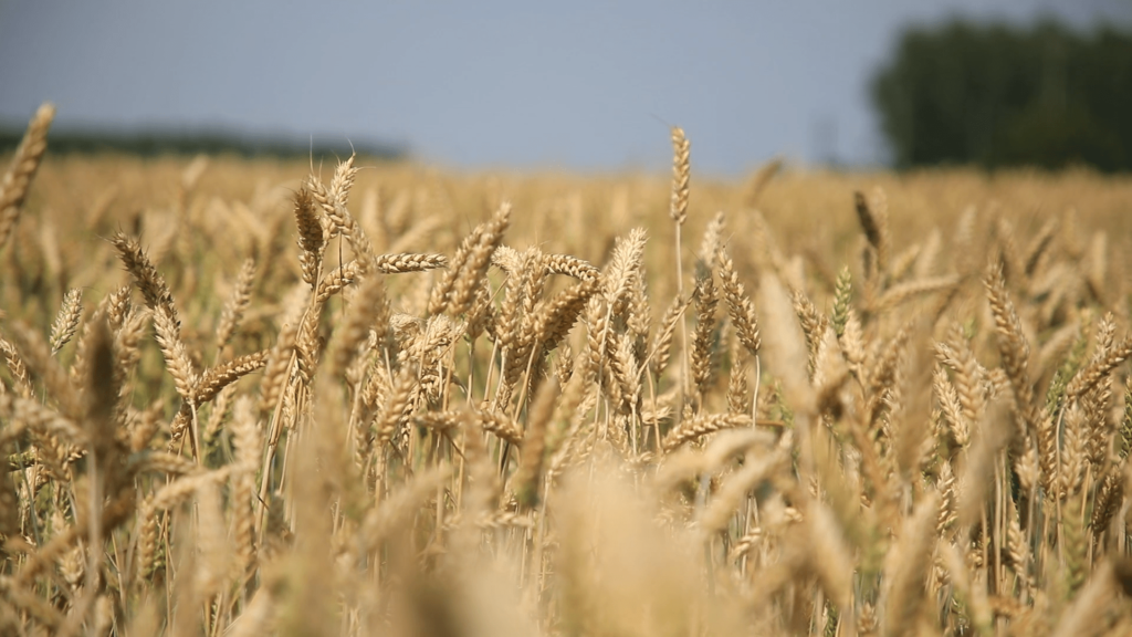 Pšenica © Agromedia