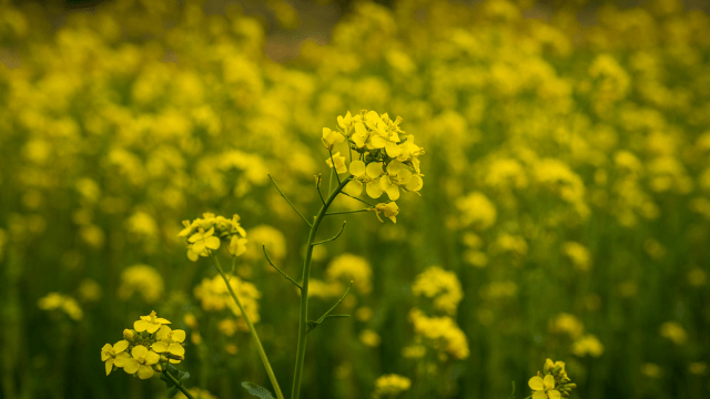 Upotreba uljane repice kao pčelinje paše i stočne hrane Foto:Pixabay Uljana repica