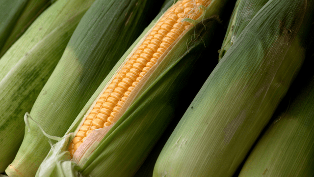 Kukuruz šećerac © Pixabay