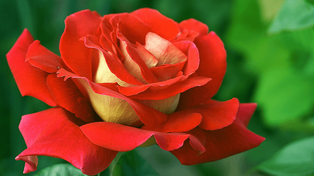 Ruža © Pixabay
