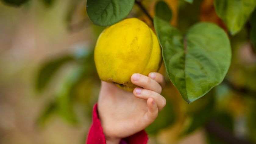 Za rakiju, slatko i miris jeseni: Šta treba znati o gajenju dunje? © Canva Dunja