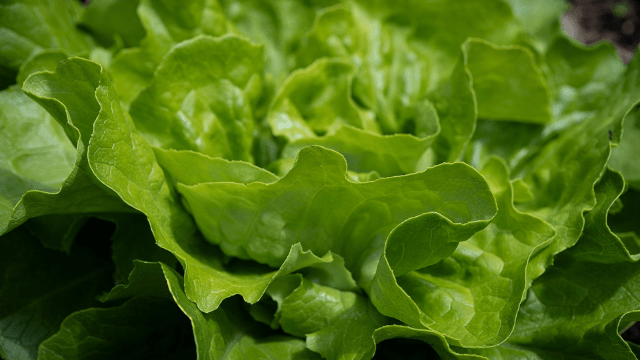 Zelena salata © Pixabay