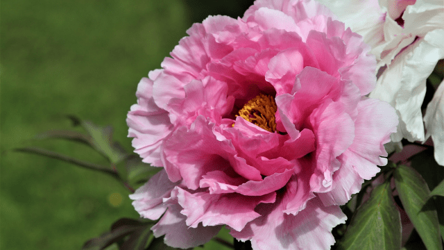 Cvet božura © Pixabay