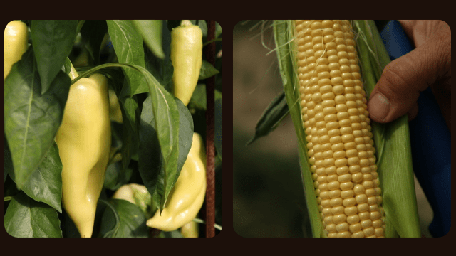 Paprika i kukuruz šećerac © Agromedia
