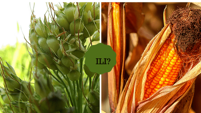 Sirak ili kukuruz © Pixabay