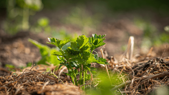 Malčirana biljka © Pixabay