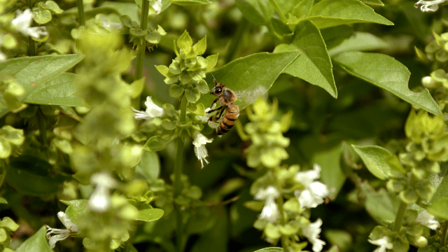 Pčela na bosiljku