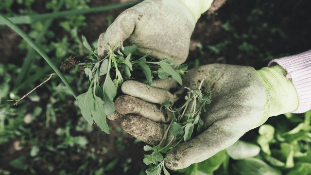 Korov u bašti © Pixabay