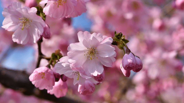 Cvet japanske trešnje
