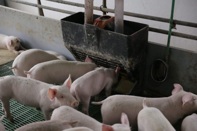 svinje jedu na farmi