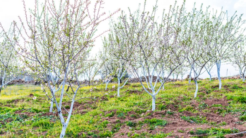 Krečenje stabala voća © Canva Krečenje stabala voća © Canva