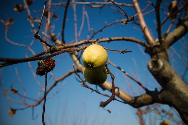 drvo-jabuke