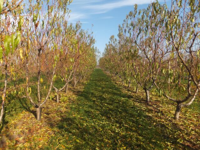 plavo-prskanje-voća
