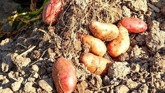 krtole krompira u zemlji