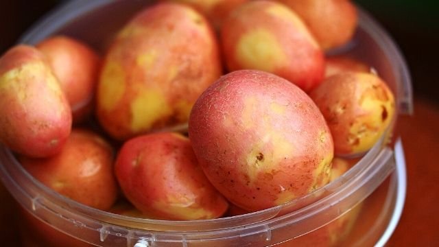 Setva mladog krompira