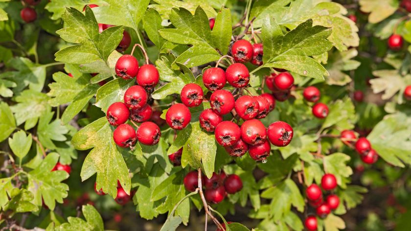 Lekovita svojstva gloga © Canva Lekovita svojstva gloga