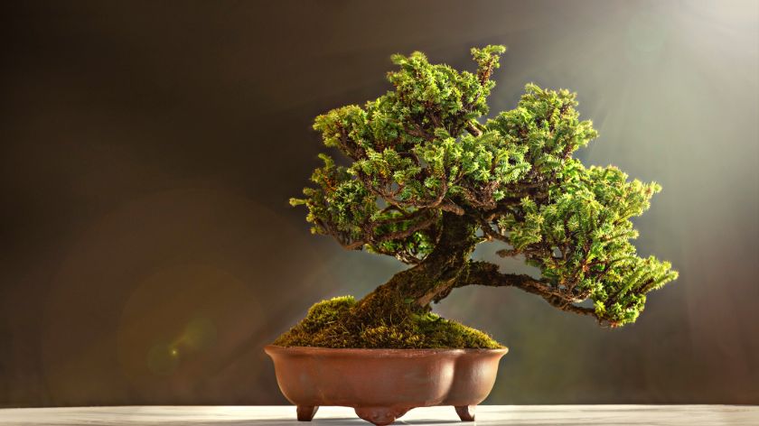 kako se gaji bonsai