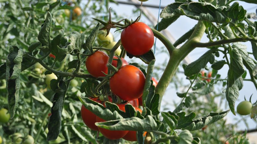 Rasađivanje paradajza