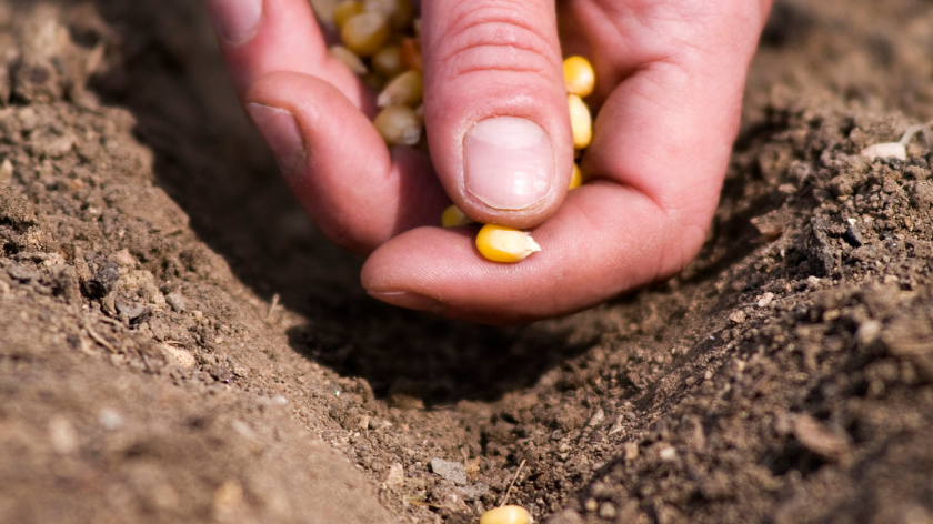 Ručna sadnja semena kukuruza u zemlju
