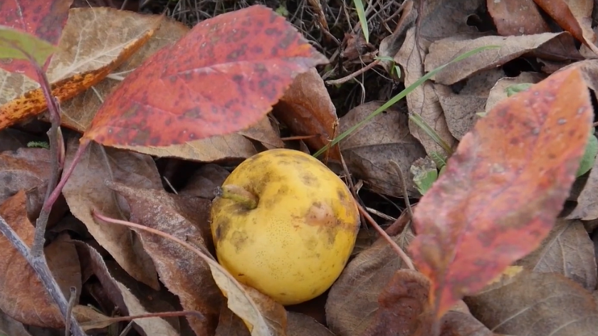 oštećen plod jabuke u lišću