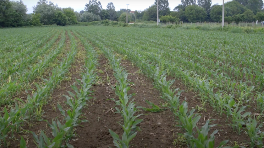 male biljke kukuruza na parceli