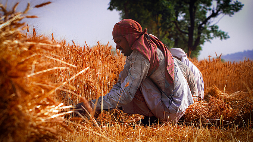 indijac bere pšenicu