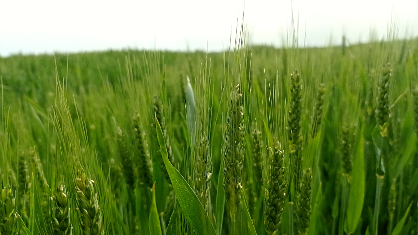 pšenica na polju