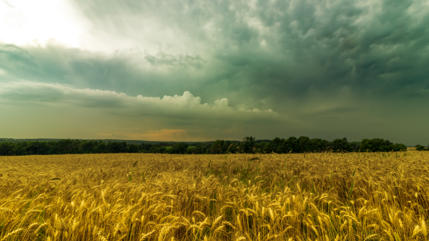 nevreme iznad polja sa pšenicom