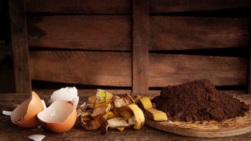 eggs coffee banana peels for plants