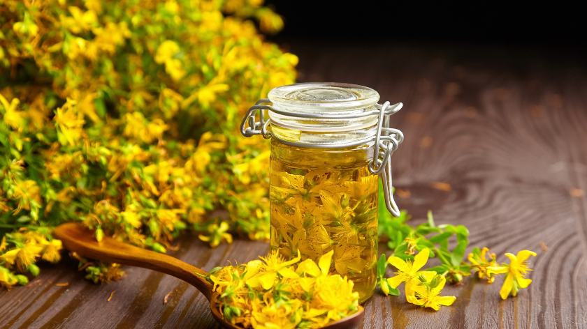 kantarionovo ulje u bočici i cvetovi kantariona u kašici